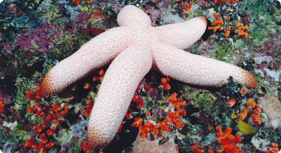 Fotografia. Uma estrela-do-mar está sobre corais coloridos. Ela é branca e possui cinco braços amarronzados nas pontas.