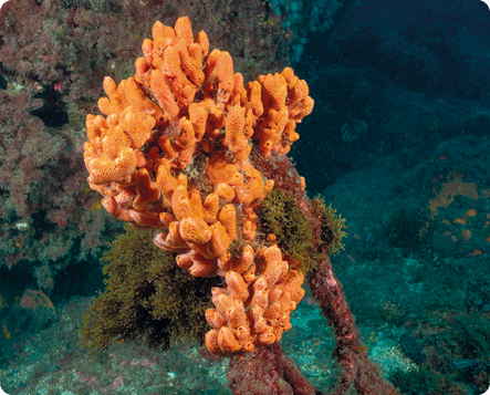 Fotografia. Agrupamento de esponjas-do-mar, que apresentam corpo cilíndrico e alongado; fixadas em um substrato no fundo do mar.