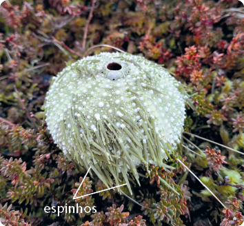 Fotografia. Um ouriço-do-mar esverdeado. É um organismo redondo coberto por muitos espinhos. Ele está no fundo do mar, em meio a outras plantas.