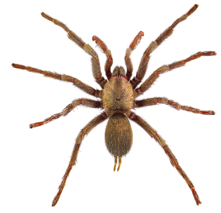 Fotografia. Uma aranha amarronzada com corpo arredondado e oito patas, além de dois pedipalpos e fiandeiras.