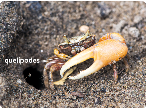Fotografia. Um caranguejo em meio a um ambiente de terra. Ele é pequeno e escuro com uma parte do corpo semelhante a uma grande pinça. Essa parte está destacada, e é denominada quelípodes. 