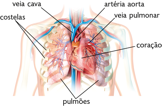 Ilustração. Silhueta de uma pessoa com destaque para o peito. Ao centro, está o coração, com destaque para a artéria aorta, que se localiza na parte superior e inferior do coração e é espessa. Também é destacada a veia cava, que se estende da parte superior do coração até a parte inferior. Ao redor do coração, há muitas veias pulmonares finas azuis e vermelhas. Ao redor do coração e das veias, há costelas horizontais, achatadas e curvas. Na parte interna das costelas, encontram-se os pulmões, que são compridos e avermelhados.