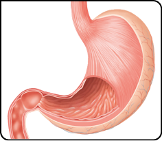 Ilustração. Estômago, órgão que possui estrutura arredondada e curva, semelhante a um feijão.