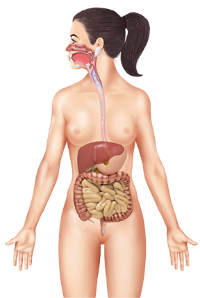 Ilustração. Representação de um corpo feminino das pernas para cima. Há destaque para o sistema digestório composto por vários órgãos.  