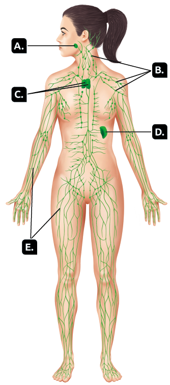 Ilustração. Uma silhueta de uma pessoa em pé, com destaque para o sistema linfático. Indicadas com a letra A, as tonsilas, localizadas próximas ao pescoço, representadas por uma esfera. Indicadas com a letra B, os linfonodos, localizados no corpo todo, representados por pequenas formas ovais. Indicado com a letra C, o timo, localizado próximo ao pulmão, representado por uma forma arredondada. Indicado com a letra D, o baço, localizado no abdômen, representado por uma forma ovalada. Indicados com a letra E, os vasos linfáticos, localizados no corpo todo, representados por pequenos filamentos que se estendem.