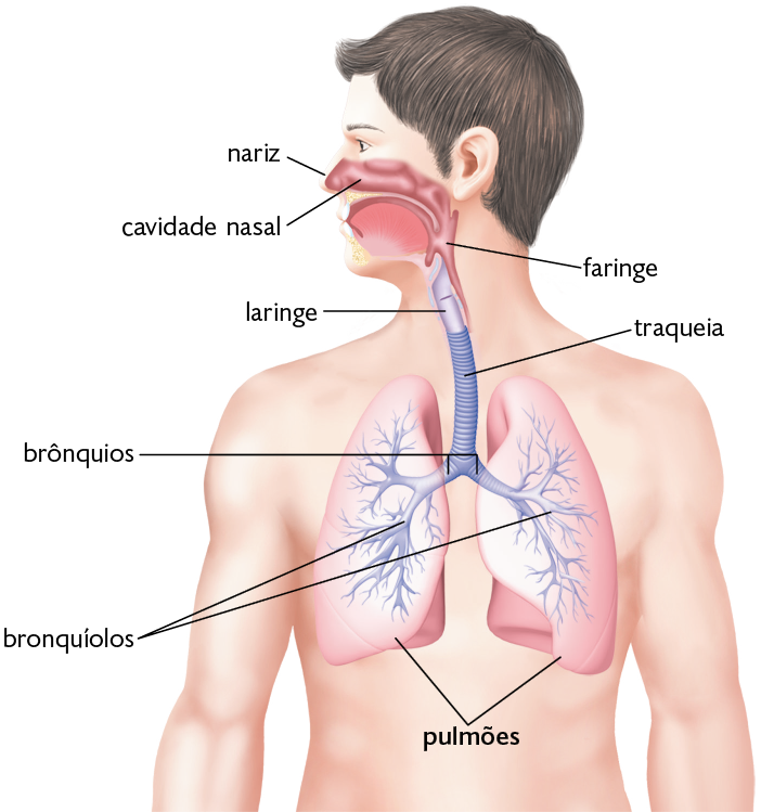 Ilustração. Silhueta de uma pessoa representada da cintura para cima, com destaque para o sistema respiratório. Ele é composto por: nariz; cavidade nasal, uma passagem longa e estreita, localizada no interior do nariz; faringe, pequeno tubo ligado ao esôfago; laringe, pequeno tubo, localizada atrás da faringe; traqueia, grande tubo, localizada abaixo da laringe; brônquios, pequenos tubos que se ramificam na parte inferior da traqueia e se estendem até os pulmões; pulmões, estruturas com formato de cone, localizados no tórax; bronquíolos, pequenas ramificações dos brônquios, localizados no interior dos pulmões. 