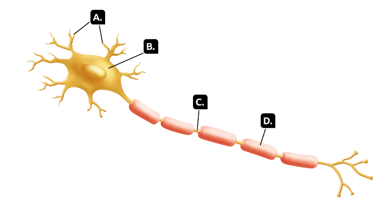 Ilustração. Um neurônio. Indicadas com a letra A, os dendritos, pequenas ramificações nas extremidades. Indicada com a letra B, o corpo celular, estrutura arredondada com formato oval no centro, cercada pelos dendritos. Indicado pela letra C, o axônio, estrutura fina e comprida ligado ao corpo celular, com a extremidade direita com ramificações. Marcado com a letra D, o estrato mielínico, formas cilíndricas e espessas, em meio ao axônio.