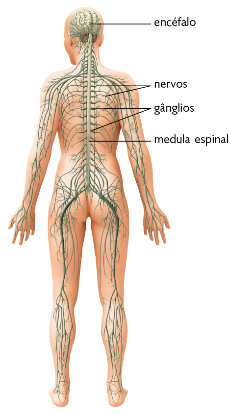 Ilustração. Silhueta de uma pessoa em pé e de costas. Na cabeça, está o encéfalo, uma estrutura arredondada que está dividida em várias partes. Dele parte a medula espinhal, que é vertical e se estende por toda a parte posterior do corpo. Na medula espinhal, há pequenas estruturas horizontais chamados de gânglios. Pelas costas inteiras, há ramificações nervosas que formam os nervos.
