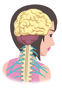 Ilustração. Destaque para o encéfalo e a medula espinhal de uma mulher representada de costas, da região dos ombros para cima.