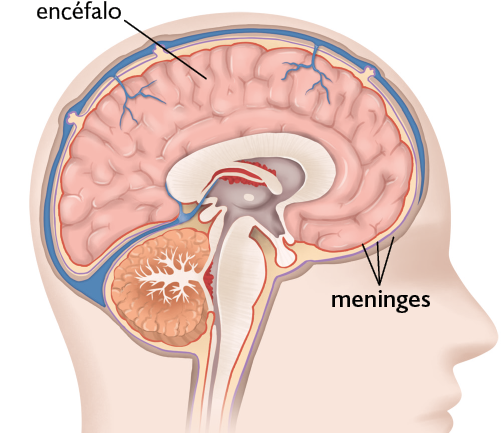 Ilustração. Silhueta de uma cabeça de uma pessoa de perfil em corte. Na parte superior, encontra-se o encéfalo, uma massa cerebral com dobras. Em volta do encéfalo, há camadas de tecido conhecidas como meninges. No centro, abaixo do encéfalo, há uma estrutura arredondada e ramificada. Na parte inferior da cabeça, encontra-se uma outra estrutura arredondada.