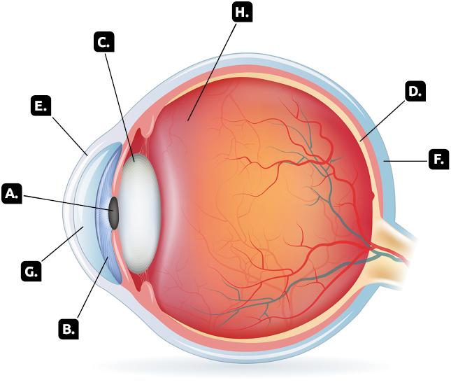Ilustração. Interior de um olho que está de perfil e com as estruturas sinalizadas por letras. Indicada pela letra A, esfera escura ao centro do olho. Indicada com a letra B, camada à frente da esfera escura. Indicado com a letra C, uma forma circular e espessa. Indicada pela letra D, camada que está ligada ao nervo óptico na parte posterior do olho, fica ao redor de C. Indicada com a letra E, uma camada fina, na parte frontal. Indicada pela letra F, camada externa que envolve todo o olho. Indicada pela letra G, uma camada mais grossa, localizada na frente de B. Indicada pela letra H, a parte interna do olho com veias.