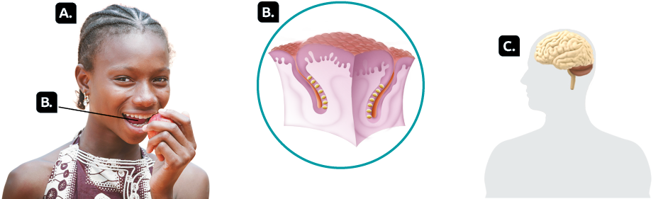Fotografia e ilustrações. Marcada com a letra A, uma pessoa representada dos ombros para cima segurando uma maçã próxima à boca. Indicada com a letra B, a língua da pessoa. Em destaque novamente para a letra B, o tecido da língua com os receptores gustatórios, pequenas hastes horizontais grudadas em um filamento que se estende para o interior do tecido. Na superfície, muitas bolinhas aglomeradas, formando a papila lingual. Marcada com a letra C, silhueta de uma pessoa representada do peito para cima, com destaque para o encéfalo.