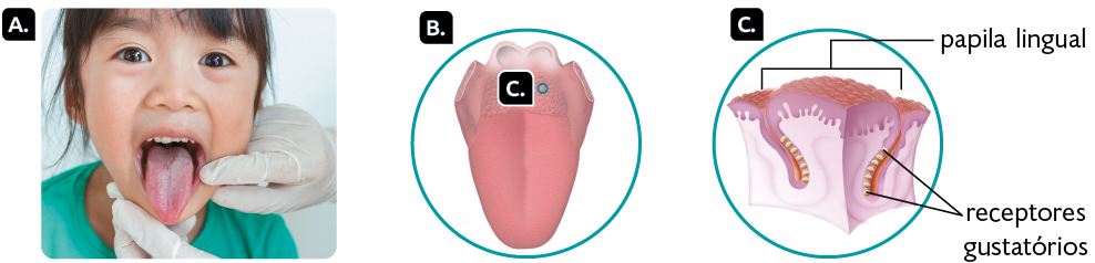 Fotografia e ilustrações. Marcada com a letra A, uma criança representada dos ombros para cima, com a boca aberta e a língua para fora. Há mãos adultas usando luvas ao redor do rosto dela, próximo à língua. Marcada com a letra B, uma língua, órgão composto por músculo. Ela possui um formato ovalado e achatado, com a ponta mais estreita na extremidade inferior. Marcada com a letra C, destaque para o fundo da língua com textura composta por bolinhas juntas. Em destaque novamente para a letra C, tecido com os receptores gustatórios, pequenas hastes horizontais grudadas em um filamento que se estende para o interior do tecido. Na superfície, há muitas bolinhas agrupadas, formando a papila lingual.