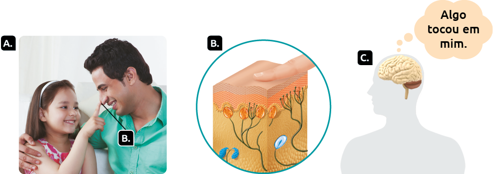 Fotografia e ilustrações. Marcada com a letra A, à esquerda, uma criança sorridente com a mão sobre o nariz de um adulto, marcado com a letra B. Destaque novamente para a letra B, a pele em corte com um dedo sobre ela, mostrando os receptores táteis, que apresentam vários filamentos com formas ovais nas pontas. Marcada com a letra C, silhueta de uma pessoa representada do peito para cima, com destaque para o encéfalo. Acima da cabeça, balão de pensamento com a informação: Algo tocou em mim.