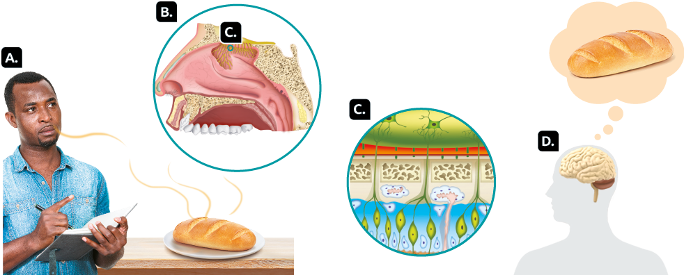Fotografia e ilustrações. Marcado com a letra A, um homem representado da cintura para cima, segurando um caderno e uma caneta. Ao lado dele, há um pão sobre um prato, em cima de uma superfície. O cheiro do pão é representado por linhas que seguem em direção às narinas do homem. Marcado a letra B, destaque para o interior da cavidade nasal. Marcado a letra C, os receptores do olfato. Em destaque novamente para a letra C, os receptores do olfato, que são estruturas com formas arredondadas e alongadas, com filamentos que se estendem para cima, onde há elementos quadrados. Acima dessas estruturas, encontram-se outras semelhantes a neurônios. Marcada com a letra D, uma silhueta de uma pessoa representada do peito para cima, com estaque para o encéfalo. Acima da cabeça, há um balão de pensamento com o desenho de um pão.