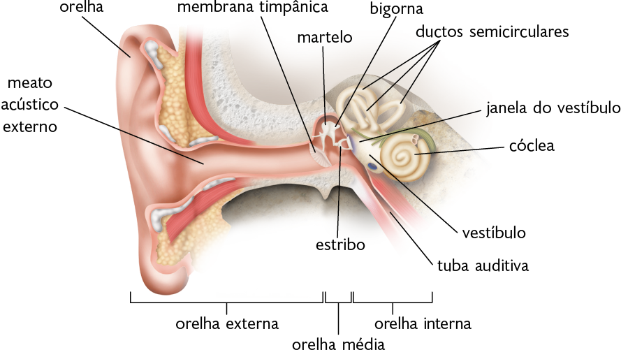 Ilustração. Estruturas de uma orelha parcialmente em corte. Está indicado da esquerda para a direita a orelha externa, a orelha média e a orelha interna. Na orelha externa, está a orelha, estrutura cartilaginosa com formato semelhante a uma concha. Ela está ligada ao meato acústico externo, um tubo cilíndrico que leva à orelha média e à orelha interna. Há indicações para a membrana timpânica, uma estrutura curvada e ovalada. Ligados à membrana timpânica estão o martelo e a bigorna, estruturas finas arredondadas que levam ao estribo, um filamento que está junto ao vestíbulo, estrutura com formato ovalado e achatado e a janela do vestíbulo, uma pequena haste. Abaixo, a tuba auditiva, estrutura tubular. À direita do vestíbulo, está a cóclea, com formato semelhante um caracol ou espiral. Acima dela, os ductos semicirculares, tubos cilíndricos curvos.