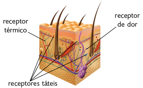 Ilustração. Tecido da pele destacado. Há pelos marrons que saem do interior para o exterior. No interior, pequenas estruturas circulares que são os receptores táteis e uma bolinha que representa o receptor de dor. Há filamentos espalhados que representam o receptor térmico.