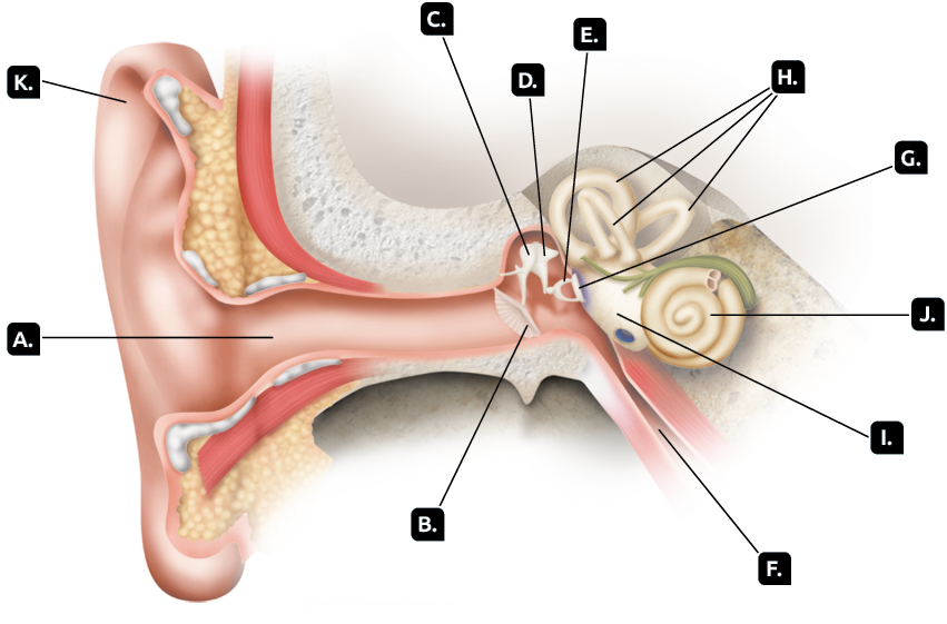 Ilustração. Estruturas de uma orelha parcialmente em corte. Marcado com a letra A, um tubo cilíndrico que leva à orelha média e à orelha interna. Marcada com a letra B, uma estrutura curvada e ovalada. Marcada com a letra C, uma estrutura fina arredondada. Marcada com a letra D, outra estrutura fina e arredondada. Marcado com a letra E, um filamento. Marcada com a letra F, uma estrutura tubular. Marcada com a letra G, uma pequena haste. Marcados com a letra H, tubos cilíndricos curvos. Marcada com a letra I, estrutura com formato ovalado e achatado. Marcada com a letra J, uma estrutura com formato semelhante um caracol ou espiral. Marcada com a letra K, uma estrutura cartilaginosa, com formato semelhante a uma concha, na parte externa da orelha.