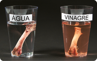 Fotografia. À esquerda, copo transparente com água e um osso dentro, totalmente submerso. À direita, copo transparente com vinagre e um osso dentro, totalmente submerso.