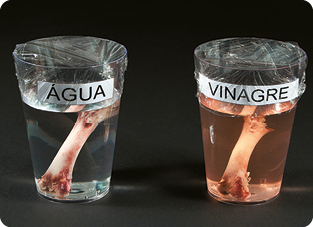 Fotografia. À esquerda, copo transparente com água e um osso dentro submerso, e, em cima, o copo encoberto por um plástico PVC transparente. À direita, copo transparente com vinagre e um osso dentro submerso, e, em cima, o copo encoberto por um plástico PVC transparente.