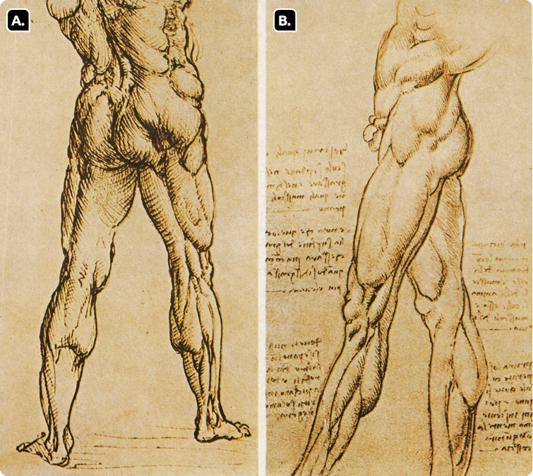 Desenhos de parte do tronco e pernas de um corpo masculino nu. Desenho A. Está de costas e com os músculos aparentes. Desenho B. Está de perfil e com os músculos aparentes. Ao fundo, informações escritas.