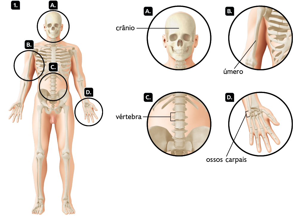 Ilustrações. Indicado pelo número 1 há um corpo humano com os ossos à mostra. Algumas partes estão destacadas marcadas por letras, e ao lado há uma ampliação para cada uma delas. Parte A. Cabeça, com o destaque para o osso do crânio. Parte B. Parte de um braço e do tórax, com destaque para o úmero, osso do braço longo e fino. Parte C. Parte dos ossos da coluna vertebral e do quadril, com destaque para a vértebra, osso curto com formato cilíndrico. E parte D. Mão, com destaque para os ossos carpais, que são pequenos e ficam na região superior.