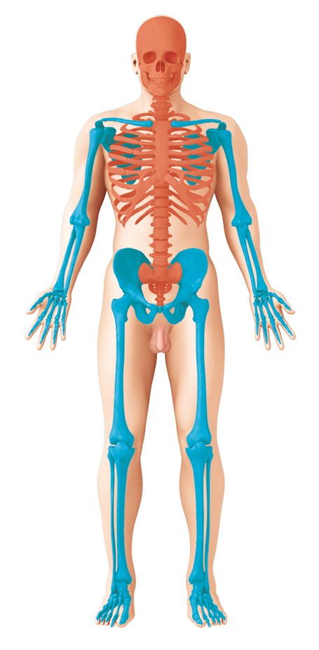 Ilustração. Silhueta de um corpo humano em pé com os ossos aparentes, divididos em dois grupos com cores diferentes. Os ossos da cabeça, do pescoço, do tórax e da região abdominal estão destacados em laranja; e os ossos dos membros superiores e inferiores estão destacados em azul.