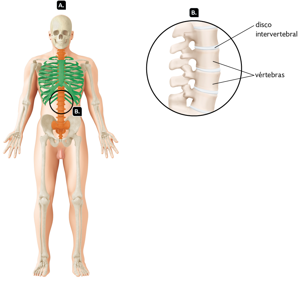 Ilustração. Indicado pela letra A está a silhueta de um corpo humano em pé. Na região superior do corpo, estão destacados: em verde, os ossos da caixa torácica, conjunto de ossos curvos que estão ligados a um osso maior na região central; em laranja, os ossos da coluna vertebral, conjunto de ossos com formato cilíndrico e curto, que formam uma estrutura vertical. Ao lado, indicado pela letra B há uma ampliação de uma parte da coluna vertebral. Destaque para as vértebras, ossos curtos e cilíndricos; entre cada uma delas há uma camada fina, o disco intervertebral.