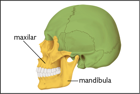 Ilustração. Cabeça de um ser humano de perfil com ossos divididos em dois tipos, com coloração diferente. Em verde, os ossos do crânio, toda a parte superior, posterior e lateral da cabeça. Em amarelo, ossos da face, na parte anterior da cabeça, com destaque para a mandíbula, abaixo dos dentes e para o maxilar, superior aos dentes. 