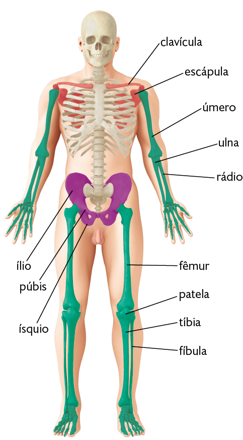 Ilustração. Silhueta de corpo humano em pé. Destaque para alguns ossos que estão divididos em três cores. Ossos vermelhos: na região dos ombros, clavícula, osso fino e horizontal que vai do ombro até o meio do pescoço; na região das costas, a escápula, osso largo com formato semelhante a uma asa. Ossos verdes: nos braços, úmero, osso longo e fino; em seguida, no antebraço, dois ossos finos, um ao lado do outro, a ulna e o rádio; abaixo, os ossos da mão.  Na perna: na região superior, o fêmur, osso longo; abaixo, na região do joelho, osso redondo, a patela; região inferior, a tíbia e ao lado, osso fino chamado fíbula. Ossos em cor roxa: os ossos do quadril, com formato semelhante à asa de borboleta; na parte superior, o ílio, o mais longo, e, na parte inferior, púbis ligado ao ísquio. O crânio, caixa torácica e coluna vertebral estão em branco. 