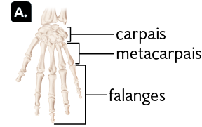 Ilustração A, com os ossos da mão. Na parte superior estão os ossos carpais, são vários ossos pequenos com formato redondo; em seguida, os ossos metacarpais, que seguem até o início dos dedos; nos dedos estão as falanges, que se estendem até as extremidades. 