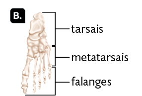 Ilustração B com os ossos dos pés. Na parte superior estão os ossos tarsais, são vários ossos com formatos redondos e retangulares; em seguida, os ossos metatarsais, que seguem até o início dos dedos; nos dedos estão as falanges, que se estendem até as extremidades. 