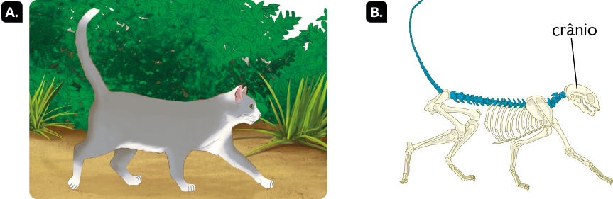 Ilustrações. À esquerda, na ilustração A, um gato, animal quadrúpede, corpo alongado e cauda longa. Ao lado, na ilustração B, esqueleto do gato com destaque para o crânio e para a coluna vertebral, que parte do final do crânio até a extremidade da cauda. 
