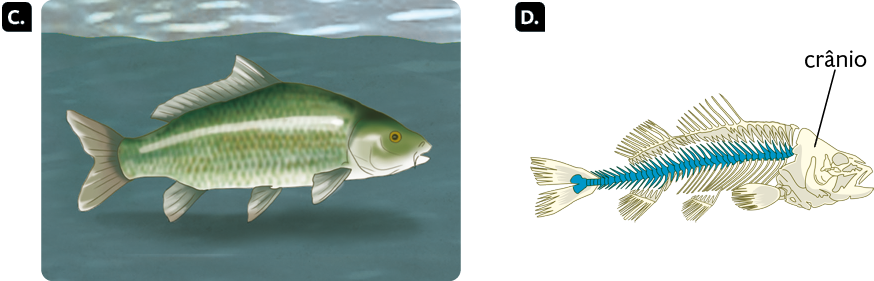 Ilustrações. À esquerda, na ilustração C, um peixe, animal com nadadeiras inferiores e superiores e cauda pequena. Ao lado, na ilustração D, esqueleto do peixe com destaque para o crânio e para a coluna vertebral, que parte do final do crânio até a extremidade da cauda.
