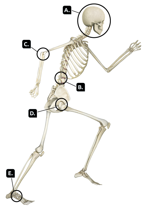 Ilustração de um esqueleto com algumas partes em destaque. Indicado pela letra A está o crânio. Indicados pela letra B estão as vértebras na região lombar.  A região entre os ossos do braço, úmero, rádio e ulna está indicada pela letra C. A região entre os ossos do quadril e o fêmur está indicada pela letra D. E a região dos ossos tarsais no pé está indicada pela letra E.