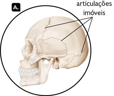 Ilustração A. Crânio de perfil com destaque para as articulações imóveis, entre os ossos da região frontal, posterior e anterior. 