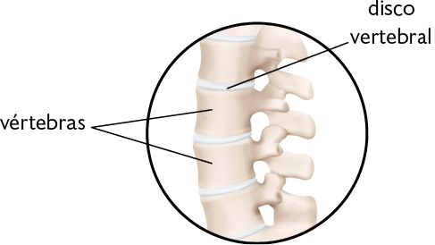 Ilustração. Parte de uma coluna vertebral, com destaque para as vértebras, ossos curtos e com formato cilíndrico; entre cada uma das vértebras, há uma camada fina, o disco intervertebral. 