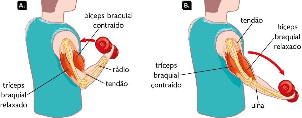 Ilustrações da parte superior de uma pessoa de perfil, com vista para alguns músculos e ossos do braço. Item A. Pessoa com o braço direito dobrado, segurando um peso e uma flecha curta indicando sentido ao peito. No braço, as seguintes indicações: na parte posterior, o tríceps braquial relaxado, na parte anterior, o bíceps braquial contraído, ligado ao rádio pelo tendão. Item B. Pessoa com o braço direito estendido, segurando um peso e uma flecha longa indicando sentido oposto ao peito. No braço, as seguintes indicações: na parte posterior, o tríceps braquial contraído, ligado à ulna pelo tendão, na parte anterior, o bíceps braquial relaxado.