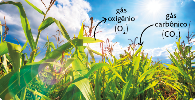 Fotografia. Um milharal exposto à luz do Sol. Em uma das folhas da planta há a representação de uma seta saindo da folha em direção ao ambiente, ao lado do seguinte texto: gás oxigênio, O. com subscrito 2. Em outra folha, há a representação de outra seta, que vai do ambiente em direção à folha, ao lado do seguinte texto: gás carbônico, C. O. com subscrito 2.