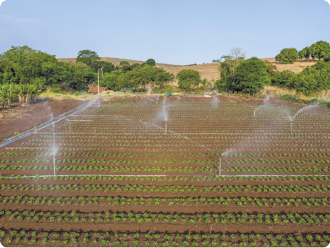 Fotografia. Vista de um sistema de irrigação em uma plantação rural, com tubulações entre as plantas e canos verticais que lançam água em diversas direções. Ao fundo, há um campo com árvores.