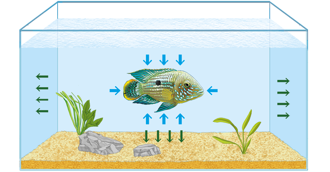 Ilustração. Dentro de um aquário com água, há um peixe colorido. Ao redor dele há a representação de setas azuis apontando para ele. Nas laterais e no fundo do aquário, pelo lado de dentro, há a representação de setas verdes apontando para as laterais e para o fundo do aquário.