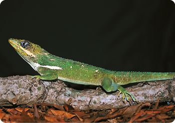 Fotografia de um lagarto em cima de um galho de árvore caído ao chão. O animal tem com corpo e cauda compridos e coloração predominantemente verde, com detalhes brancos e tens amarelos na cabeça.