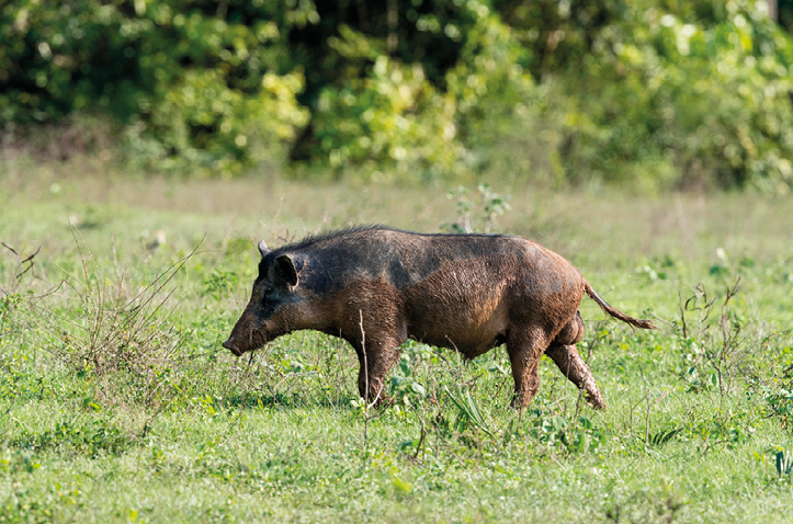 Fotografia de um javali em meio à vegetação. É um animal quadrúpede, com pelagem curta escura, cauda fina e focinho alongado.