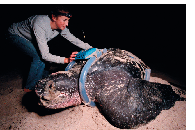 Fotografia de uma grande tartaruga marinha, de coloração escura, sobre a areia. Na região superior de seu casco há um equipamento retangular com uma antena, preso a alças que passam entre o pescoço e as nadadeiras dianteiras. Ao lado do animal há uma mulher, usando uma lanterna de cabeça, que está mexendo no equipamento sobre o casco da tartaruga.