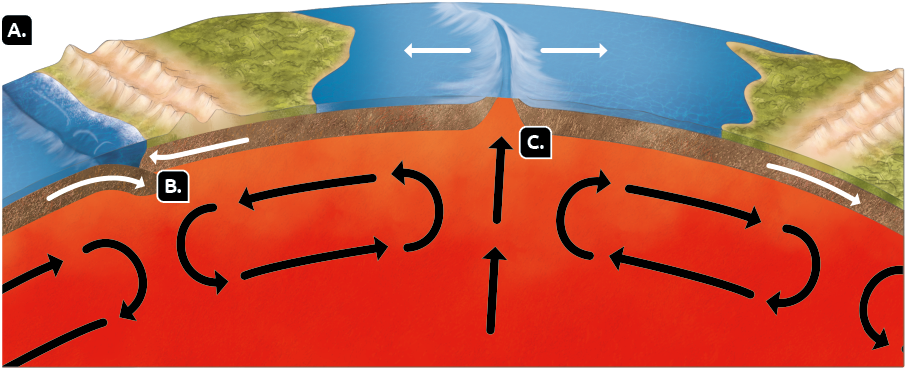 Ilustração em recorte de parte da superfície terrestre, da crosta e do manto. Na superfície, do lado direito e esquerdo, há trechos de relevo com cadeias de montanhas e vegetação, com o oceano entre eles. No meio do oceano há duas setas brancas divergentes e entre elas uma deformação, que está logo acima de uma fenda na crosta, representado por uma camada marrom. Nessa fenda há o indicativo C, e setas pretas apontam para cima, do manto na direção da fenda. Do lado esquerdo, na parte de baixo da superfície terrestre, a crosta está dividida em duas partes. Essa divisão ocorre onde o relevo termina e se inicia um novo trecho de oceano, na extremidade esquerda. O indicativo B está próximo a essa divisão. Há duas setas brancas convergentes nas partes da crosta, apontando para o local onde elas se dividem. A parte da crosta do lado esquerdo está se deslocando para baixo da parte direita. No manto, abaixo da superfície terrestre, há setas pretas formando um ciclo, no sentido anti-horário, e abaixo do oceano, há setas pretas formando um ciclo no sentido horário. O indicador A está próximo a esse local.