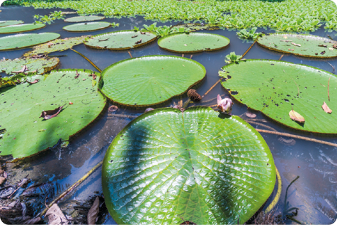 Fotografia. Várias plantas verdes, grandes e redondas, com bordas levantadas, que flutuam na superfície da água. Ao fundo, outras plantas estão sobre a água.