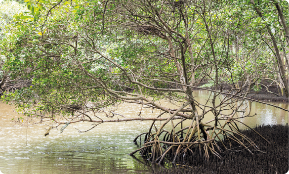 Fotografia. Em um local com água, há uma árvore grande de folhas verdes, com tronco cilíndrico e retorcido, e suas raízes são aéreas.