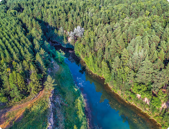 Fotografia. Vista aérea de uma floresta de coníferas verdes com um rio no meio.