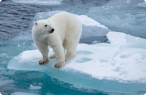 Fotografia. Um urso polar com pelagem branca e focinho preto sobre um iceberg no oceano.