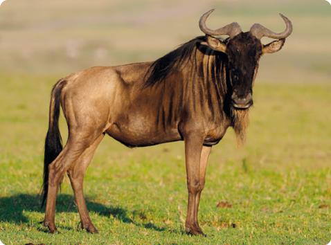 Fotografia. Um gnu-azul, em meio a um ambiente gramado. É um animal quadrúpede com pelos amarronzados, juba de pelos na cabeça e pescoço, orelhas pontudas, chifres curvados e cauda peluda.